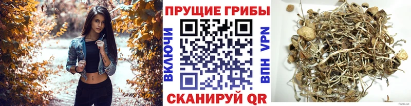 Псилоцибиновые грибы Cubensis цены наркотик Грязовец